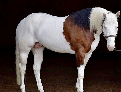 Splashed White Gorgeous Horse Photography, Rare Horse Colors, Largest Horse Breed, Unusual Horse, Rare Horse Breeds, Horse Standing, Horse Markings, Rare Horses, Rasy Koni