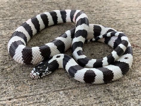 King Snakes, California Kingsnake, King Snake, Snake Meaning, California King Snake, Snakes For Sale, Snake Costume, Apartment Pet, Snake Terrarium