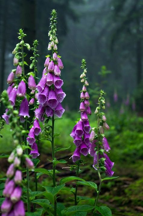 Foxgloves in the forest by Jotamy Foxglove Flower, Witchy Garden, Pretty Flowers Pictures, Texas Gardening, Hedge Witch, Language Of Flowers, Flower Skull, Orchid Flower, In The Forest