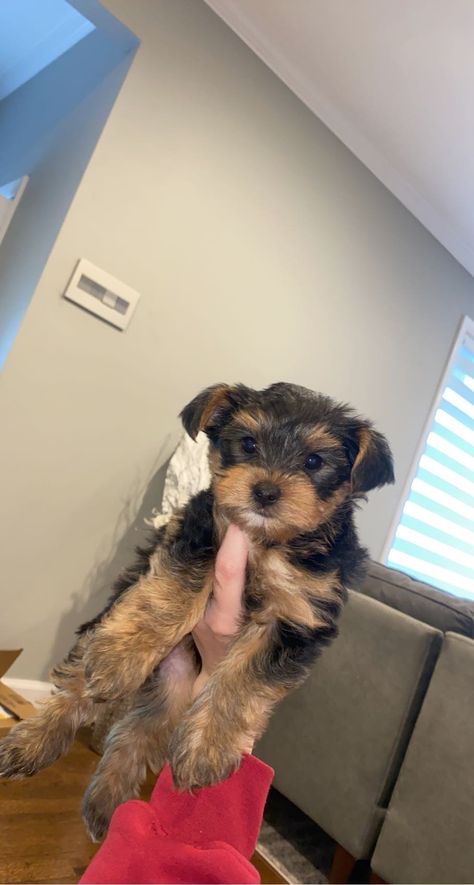 Yorkshire Aesthetic, Puppies Aesthetic, Male Yorkie, Yorkie For Sale, Yorkie Poodle, Yorkie Puppies For Sale, Puppies For Sale Near Me, Yorkie Puppy For Sale, Teacup Yorkie Puppy