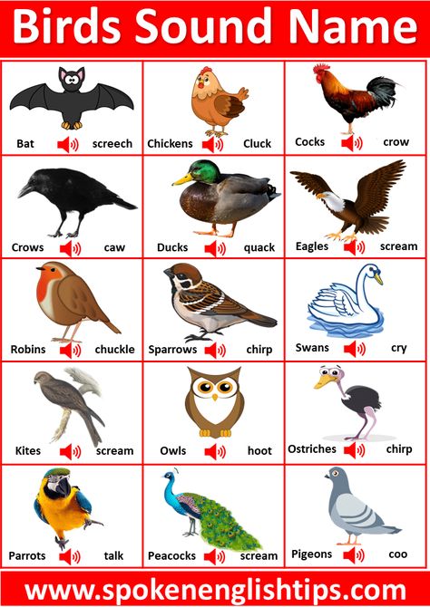 Hay! Are you looking for birds sound names in English? Here you will get a ... Continue reading... Save Animals Quotes, Birds Name List, Birds Name, Birds Sounds, Bird Names, Names Of Birds, Bird Sounds, Animals Quotes, List Of Birds