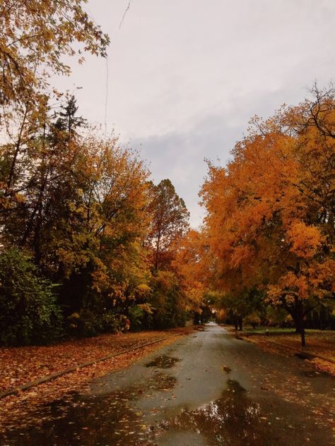 Autumn Vibes Aesthetic, Autumnal Aesthetic, Spooky Halloween Pictures, Seasonal Photography, Cool Sweater, October Sky, Witch Tips, Photography Autumn, Fall Mood Board