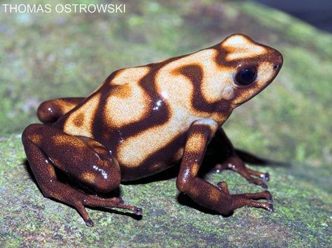 Capira morph dendrobates auratus Dart Frog Tank, Dart Frog Terrarium, Dart Frog Vivarium, Frosch Illustration, Capira, Frog Habitat, Frog Terrarium, Frog Tank, Frog Species