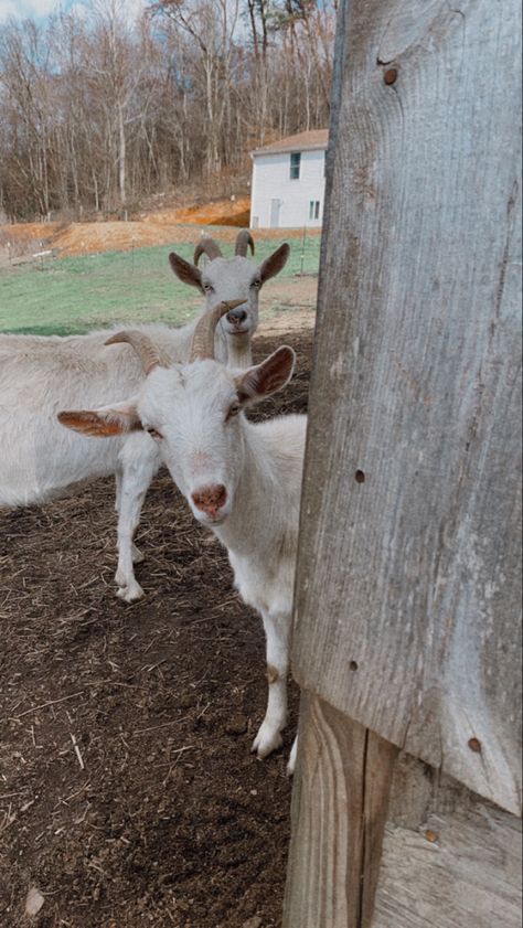 Harvest Farm, Barn Animals, Cute Goats, Future Farms, Farm Baby, Mountain Life, Solo Pics, Old Barn, Country Life