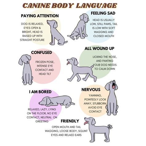 #cutedogs #doglove #funnydog #goldenretriever #goldendogs #doglover Puppy Information, Chart Dog, Fun Facts About Dogs, Dog Infographic, Puppy Labrador, Dog Communication, Dog Psychology, Meds For Dogs, Dog Body Language