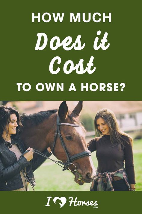 How Much Does It Cost To Own A Horse, Cost Of Owning A Horse, Horse Ownership For Beginners, Owning A Horse For The First Time, Homestead Horses, Owning A Horse, Horse Nutrition, Horse Ownership, Homesteading Tips