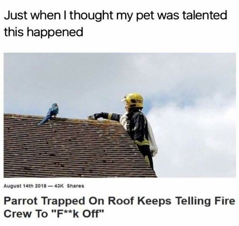 Weird News Headlines, Funny News Headlines, Outta Pocket, Funny Headlines, Reddit Funny, Great Memes, Funny News, Weird News, Random Memes