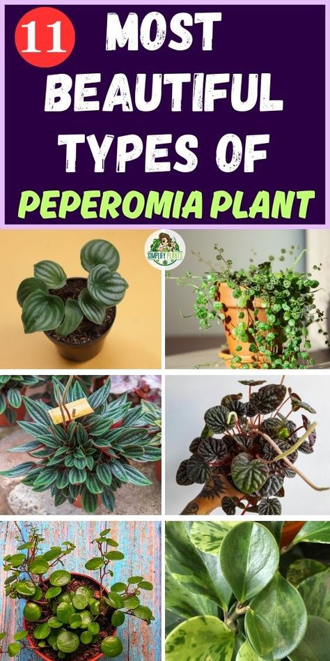 "peperomia types, radiator plants, peperomia varieties, peperomia species, 
indoor plants, houseplants, peperomia care, peperomia pictures, peperomia 
identification, plant care, plant varieties, : peperomia 
characteristics, peperomia classification, peperomia images, peperomia 
cultivation, peperomia gardening." Types Of Peperomia Plants, Peperomia Plant Varieties, Peperomia Varieties, Peperomia Rosso, Peperomia Obtusifolia, Types Of Houseplants, Peperomia Plant, Grooming Tips, Wall Ideas