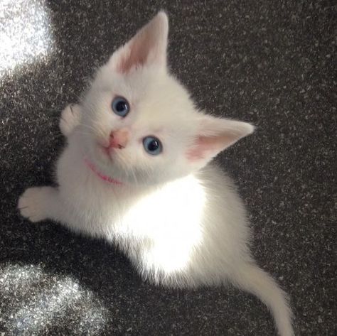 White Kittens To Put a Smile on Your Face (10 Pictures) - I Can Has Cheezburger? White Kitten, Blue Eyes, Blue, White