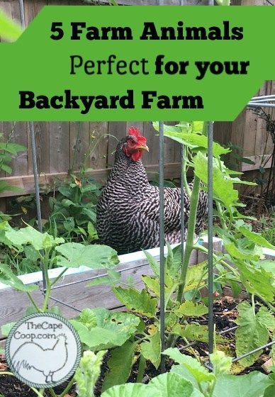 5 Farm Animals Perfect for your Backyard Farm Backyard Animals, Micro Farm, Raising Farm Animals, Pool Small, Backyard Farm, Backyard Design Ideas, Backyard Poultry, Future Farms, Hobby Farm