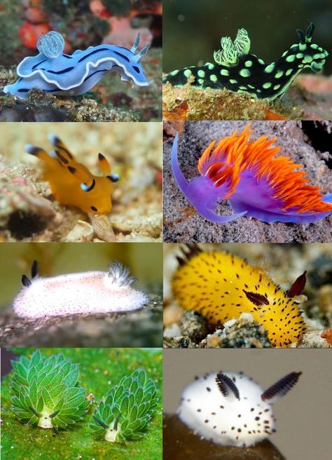 Cool Sea Creatures, Facts About Animals, Sea Slugs, Creepy Facts, Deep Sea Creatures, Sea Slug, Beautiful Sea Creatures, Underwater Creatures, About Animals