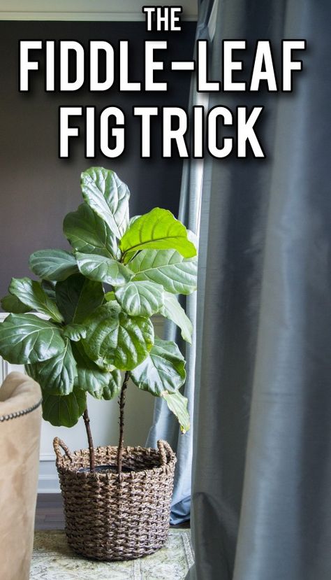 Nature, Fiddle Faddle, Fiddle Leaf Fig Care, Fiddle Leaf Tree, Fig Plant, Decorative Plants, Mint Plants, Thrifty Thursday, Fiddle Leaf Fig Tree