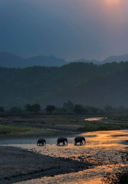 3,091 Jim Corbett National Park Stock Photos, Pictures & Royalty-Free Images - iStock Asiatic Elephant, Group Of Elephants, Corbett National Park, Jim Corbett National Park, Herd Of Elephants, Jim Corbett, Wild Elephant, Wildlife Reserve, Wildlife Safari