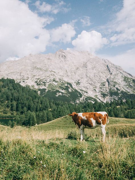 Bergen, Nature, Cow In Mountain, Cows In Mountains, Cow Landscape, Cow Aesthetic, Cow Pasture, Mountain Farm, Cow Photos