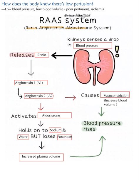 #nursingschool #nursing #nursingschoolnotes #acs&arbs #nursingnotes #nurselife Cvs Physiology Notes, Renal System Notes, Renal Nursing Cheat Sheets, Reproductive System Nursing Notes, Pneumonia Nursing Notes, Vancomycin Nursing, Paramedic Science, Raas System, Endocrine Nursing