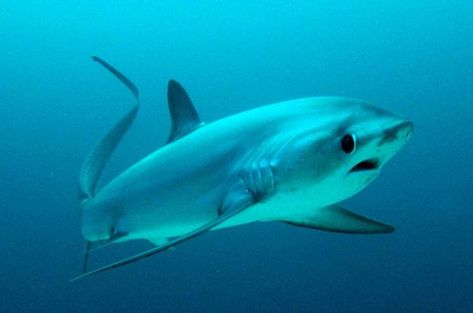 PADI Open Water Course and Thresher Shark Dive 2018 - Cebu Shark Habitat, Thresher Shark, Shark Conservation, Shark Facts, Shark Photos, Shark Pictures, Species Of Sharks, Bull Shark, Shark Diving