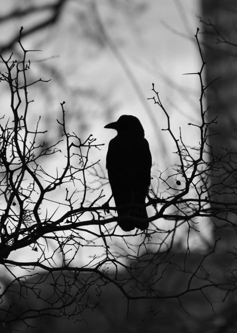 Birds Photography Art, Dark Tumblr, Raven Bird, Raven Art, Crows Ravens, Black Crow, Gothic Aesthetic, Dark Photography, Cebu