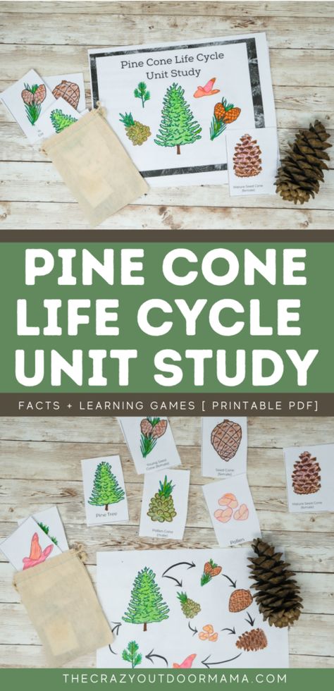 Pinecone Unit Study, Pinecone Stem Activity, Leaves Unit Study, Autumn Unit Study, Botany Unit Study, Forest Kindergarten Activities, Nature School Activities, Tree Unit Study, Camping Week