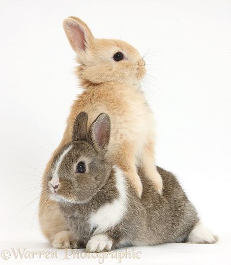 Photograph of Young Netherland Dwarf cross rabbits. Rights managed white background image. Travel Tattoos, Rabbit Pictures, Rabbit Photos, Rabbit Colors, Cute Bunny Pictures, Quotes Humor, Tattoos Art, Pet Bunny