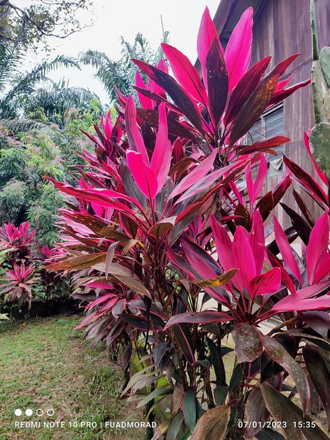 Cordyline fruticosa (L.) A. Chev. Entrance Landscaping, Cordyline Fruticosa, Driveway Entrance Landscaping, Ti Leaf, Ti Plant, Andong, Driveway Entrance, Reddish Purple, Forest Plants