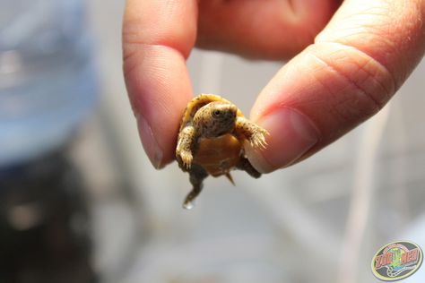 Check out our new baby Musk Turtle here at Zoo Med Labs! (hatched May 31, 2013) Tartaruga Habitat, Musk Turtle, Tiny Animals, Baby Sea Turtles, Easy Pets, Cute Turtle, Cute Reptiles, Tiny Turtle, Tortoise Turtle