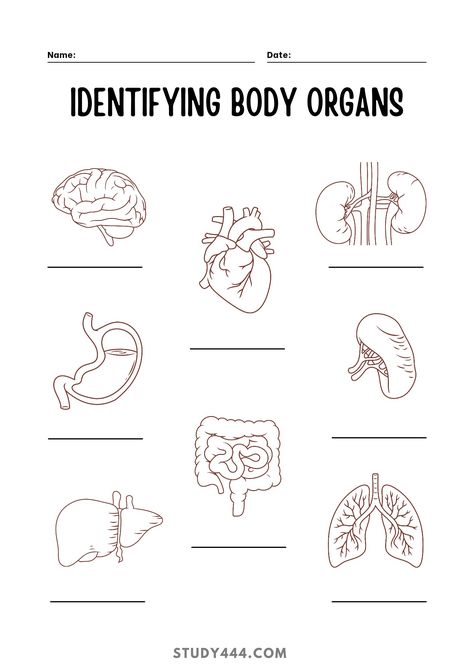 #bodyorgans #worksheet #scienceworkaheet #identifybodyorgans Body Organs Worksheet, Human Body Organs, Body Outline, Body Check, Organ System, Body Organs, English Vocabulary Words Learning, English Vocabulary Words, Vocabulary Words