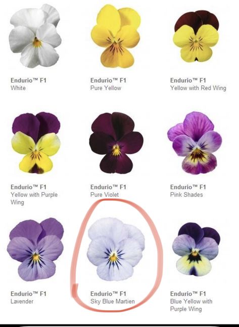 Pansy Viola Flower, Viola Flower Garden, Pansy Flower Watercolor, Viola Flower Drawing, Viola Tattoo Flower, Viola Flower Tattoo, Viola Tattoo, Viola Plant, Pansy Flowers Garden