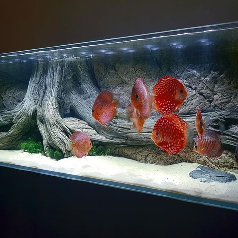 Discus Fish For Sale, Dream Aquarium, Discus Tank, Underwater Scenery, Aquarium Set, Discus Fish, Aquarium Ideas, Aquarium Design, Freshwater Aquarium