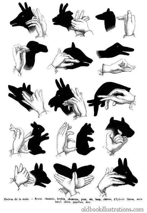 Hand Shadow Puppetry – Old Book Illustrations Shadow Puppets With Hands, Gruffalo's Child, Hand Shadows, Shadow Illustration, Shadow Art, Shadow Play, Animal Silhouette, Shadow Puppets, Hand Puppets