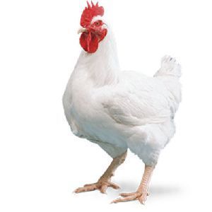 Broiler Chicken story | Chicken lovers know this | The disadvantages of broiler | evils of chicken Durgamma Photos, Chicken Story, Broiler Chicken, Rhode Island Red, Guinea Fowl, Duck Face, Raw Chicken, Stranger Things Characters, Quail Eggs