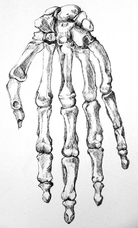 Pen drawing of the bones of a hand. Drawing by Emily Gerbig Skelly Hand Drawing, Finger Bones Drawing, Hand Skeleton Sketch, Bones Sketch, Bone Painting, Bones Drawing, Skeleton Hands Drawing, Skeleton Sketch, A Hand Drawing