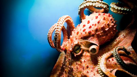 A new book delves deeply, and emotionally, into the intelligence of octopuses. Giving it a rave review, anthropologist Barbara J. King says it may be time to offer captive octopuses their freedom. Octopus Photography, Octopus Species, Octopus Pictures, Kraken Art, Giant Pacific Octopus, Octopus Tattoo Design, Octopus Squid, Octopus Tattoos, Fauna Marina