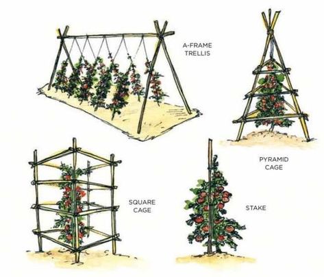 Huerta En Casa Ideas, Tomato Trellis Ideas, Tomato Plant Trellis, Tomatoes Plants Problems, Plantarea Legumelor, Grape Trellis, Tomato Trellis, Flower Trellis, Cucumber Trellis