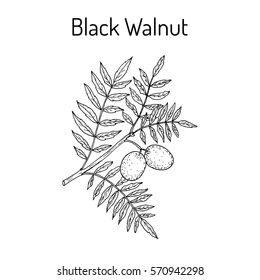 Black Walnut Tree Tattoo, Black Walnut Tattoo, Walnut Tree Tattoo, Walnut Pantry, Tree Branch Tattoo, Woodcut Tattoo, Black Walnut Tree, Branch Tattoo, White Lightning