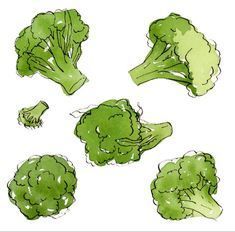 Drawing Of Broccoli, Watercolor Vegetables Simple, Broccoli Sketch, Broccoli Watercolor, Broccoli Drawing, Waterpaint Ideas, Vegetable Drawings, Watercolor Vegetables, Vegetable Drawing