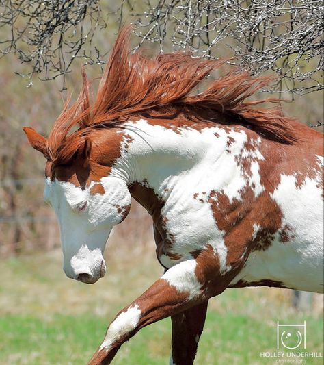 Chestnut and white paint / pinto horse. Pinto Horse, Chestnut Horse, Horse Pattern, Western Horse, Horse Coloring, Pretty Horses, White Paint, Horse Painting, Wild Horses