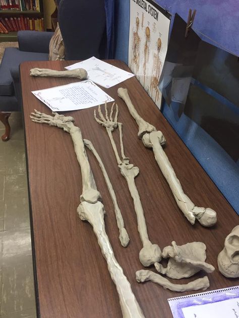 Middle school anatomy block; skeletal system! Students made clay bones and main lesson pages. #waldorfstl #waldorfstlouis #waldorfkid #middleschool #anatomy #science #indieschools #waldorfeducation #artscience #sciart Anatomy Lab Aesthetic, Health Science Major Aesthetic, Anatomy Class Aesthetic, Biology Academia Aesthetic, School Science Lab Aesthetic, College Snaps, Biology Major Aesthetic, Mbbs Life, Clay Bones