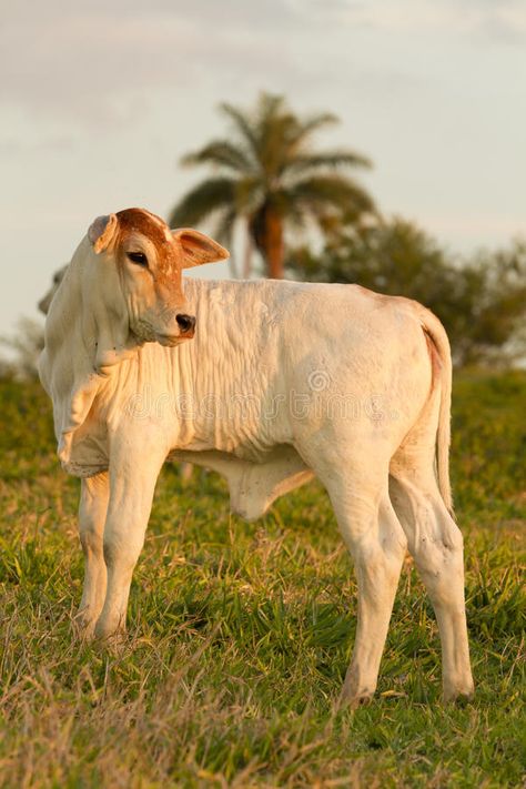 Zebu calf stock image. Image of agriculture, indian, ranch - 23062061 Indian Cow, Evening Light, Cow Calf, Natural World, Farm Animals, Beautiful Images, Agriculture, Lion Sculpture, Cow