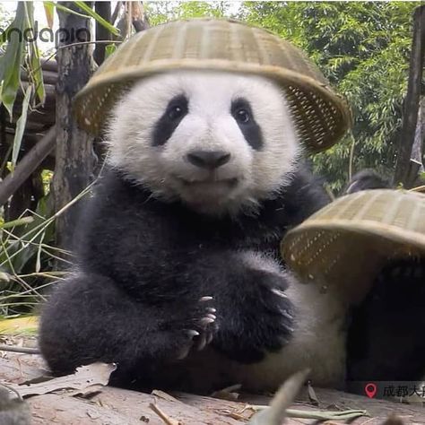 Panda lovers❤ on Instagram: “🐼Do I look good in this hat?😁😍❤ 🐼🐼🐼🐼🐼���🐼🐼🐼🐼🐼🐼🐼🐼🐼🐼 Follow 👉@panda_loversworld 💖💕 Follow 👉@panda_loversworld 💕💖 🐼🐼🐼🐼🐼🐼🐼🐼🐼🐼🐼🐼🐼🐼🐼 #pandaworld…” Funny Panda Pictures, Baby Panda Bears, Panda Eyes, Panda Funny, Bear Pictures, Panda Love, Giant Panda, Baby Panda, Follow Us On Instagram