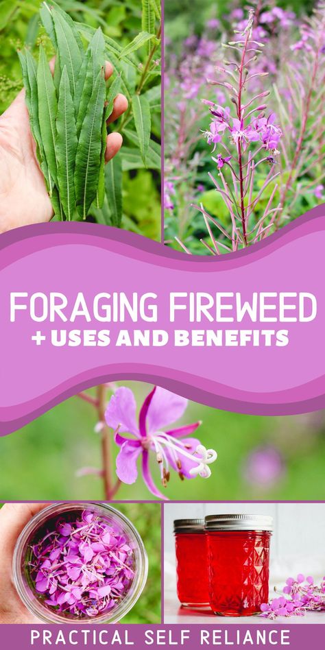 Fireweed Honey Recipe, Fireweed Recipes, Foraged Crafts, Summer Foraging, Fireweed Jelly, Foraging For Beginners, Foraging Plants, Rosebay Willowherb, Medicinal Wild Plants