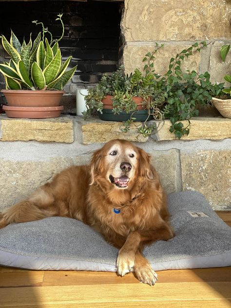 Old Dog, Senior Golden Retriever, Old Dog Pictures, Older Golden Retriever, Puppy Growing Up Pictures, Old Golden Retriever, Handsome Older Men, Best Puppies, Older Dogs