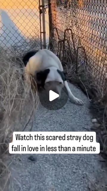 Humanity | Kindness | Compassion on Instagram: "She didn't even want the food. Instead she went straight for the hug and embrace once the stray dog knew it was a good person.   This is a very beautiful dog rescue 🥹❤️ Part of the dog rescue series.  Thank you so much to all the caring and loving people out there. You're making the world a better place.  #dog #rescuedogs #dogsofinstgram #humanity" Dog Rescue Stories Videos, Dog With Angel Wings, Gentle Giant Dogs, Animal Videos Funny, Youtube Dogs, Fun Facts About Dogs, Dog Rescue Stories, Beautiful Dogs Photos, Dogs Hugging