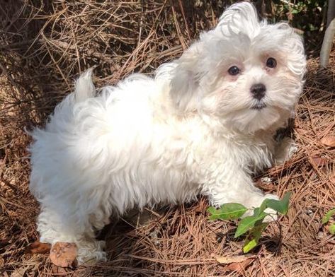 Shelter Dogs Adoption, Small Dog Rescue, Rescue Dogs For Adoption, Good Homes, Maltipoo Puppy, Adoptable Beagle, Bichon Frise Dogs, Adopt A Dog, Dog Search