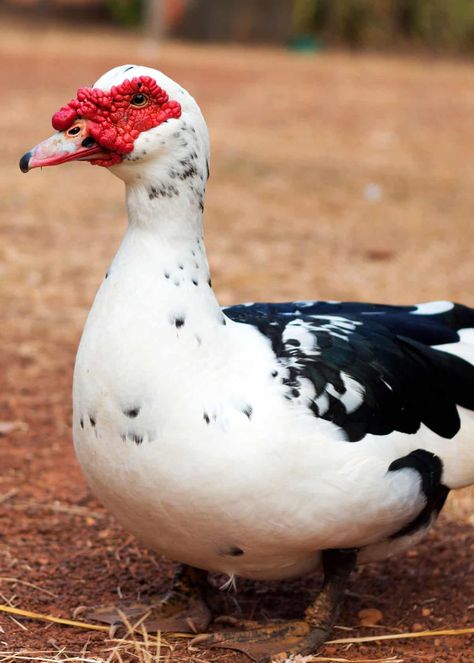 Are Muscovy ducks aggressive? #muscovyducks #ducks #birding #birds Ducks And Geese, Muscovy Duck Recipe, Muscovy Ducks, Muscovy Duck Coop, Muscovy Ducks Raising, Duck House Plans, Duck Breeds, Duck Farming, Muscovy Duck