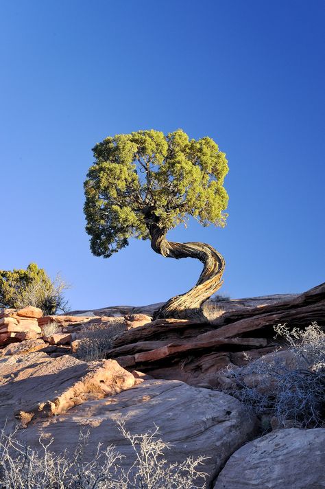 Weird Trees, Tree Growing, Twisted Tree, Moab Utah, Old Trees, Unique Trees, Nature Tree, Tree Forest, In The Desert