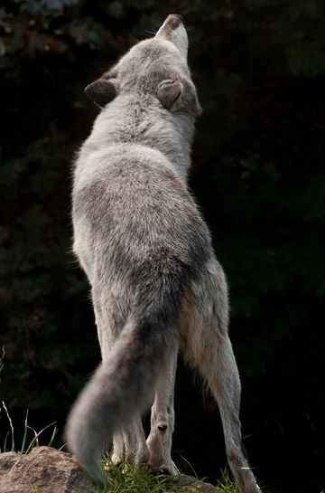 Aullando!!. Wolf Poses, Beautiful Wolf, Wolf Life, Wolf Photos, Wolf Love, Wild Wolf, Wolf Pictures, Animal Drawing, Beautiful Wolves