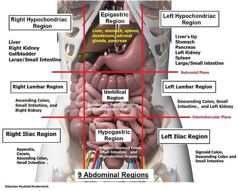 Four Abdominal Quadrants and Nine Abdominal Regions | Anatomy and Physiology Abdominal Quadrants, Abdominal Regions, Diagnostic Medical Sonography, Nursing Life, Basic Anatomy And Physiology, Nurse Study Notes, Nursing Student Tips, Medical Student Study, Nursing School Survival