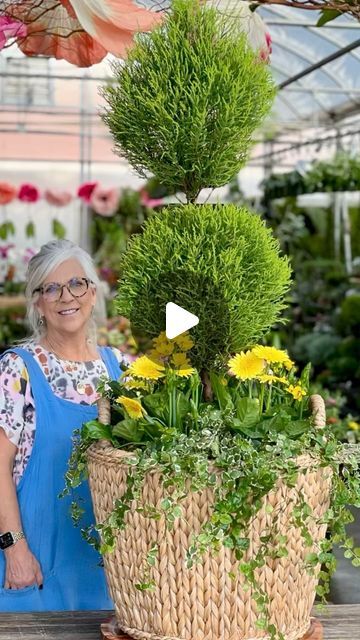 Lemon Cypress In Pots, Yellow Gerbera Daisy, Lemon Cypress, Yellow Gerbera, Creeping Fig, Weave Basket, Fig Plant, World Of Possibilities, Flower Nursery