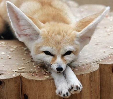 I am one of the coolest pets to own because I'm so adorable and unusual. Unusual Pets, Fox Facts, Fox Species, Desert Fox, Fennec Fox, Unusual Animals, Animal Facts, Cute Animal Videos, Weird Animals