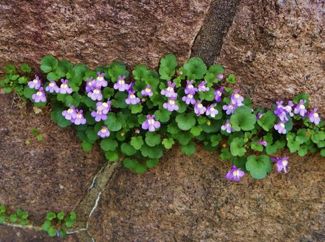 Fairy+Garden+Unusual+Kenilworth+Ivy+Cymbalaria+muralis+-+100+Seeds Kenilworth Ivy, Pet Friendly Garden, Flowers For Drawing, Garden Ground, Imagination Art, Landscaping Inspiration, Rare Seeds, Ground Covers, Lilac Blue